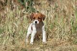 JACK RUSSEL 027